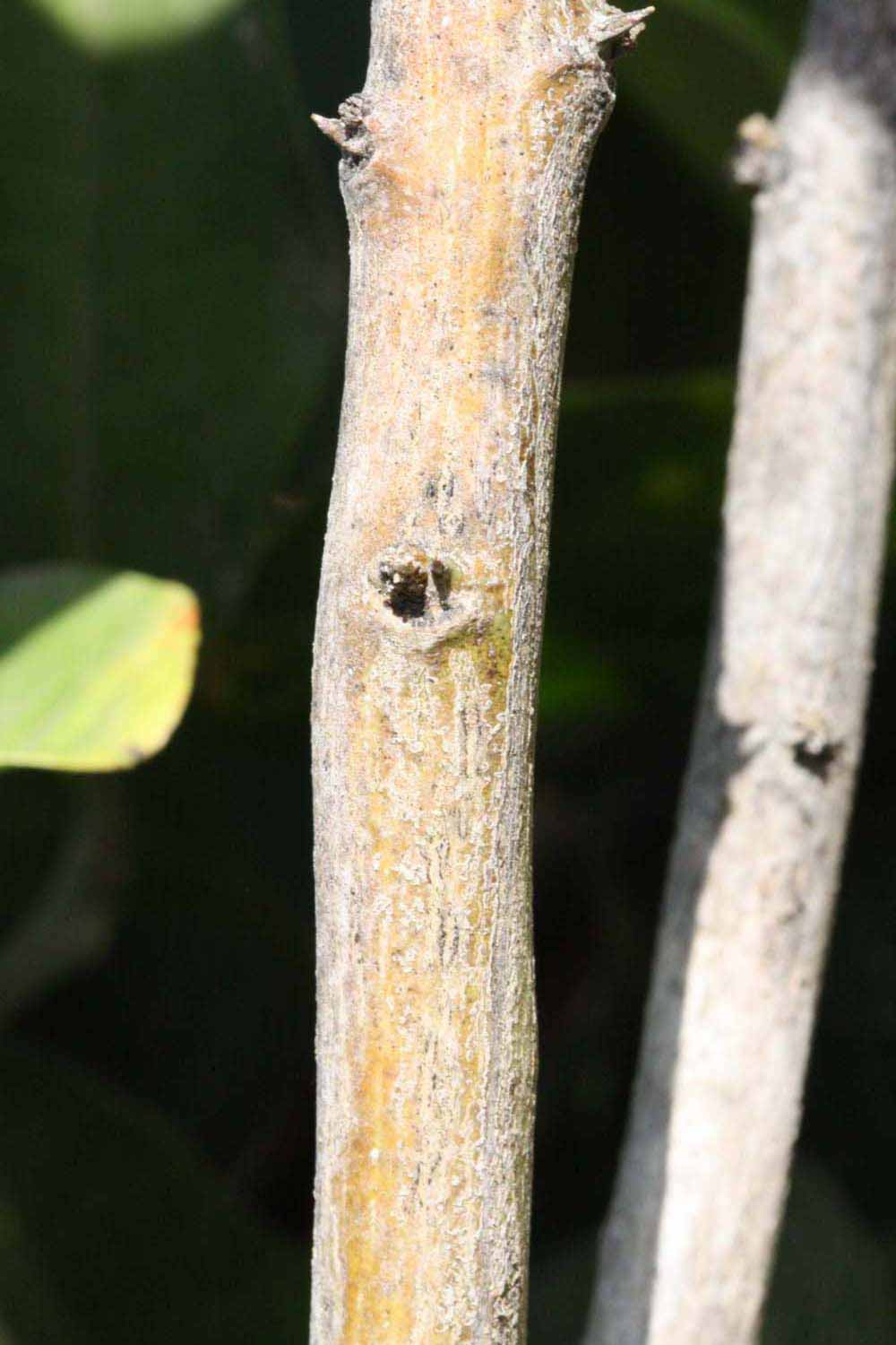              Second - third year twig (Riverside, CA)       